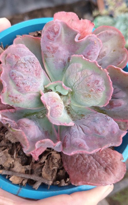 Echeveria