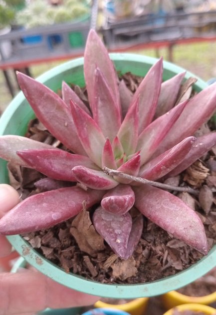 Suculentas