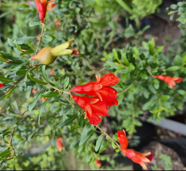 GRANADA DE JARDIN