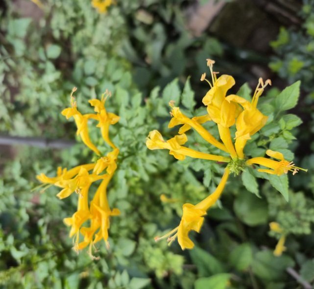 BIGNONIA CAPENSIS