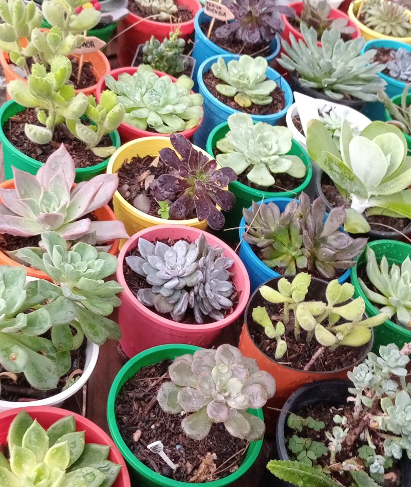 Echeverias