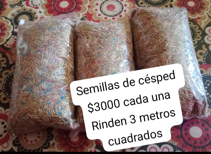 Semillas de Césped
